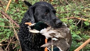 Raffi retrieving duck