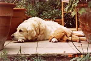 Chinook & Bombazine