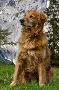 Kipper