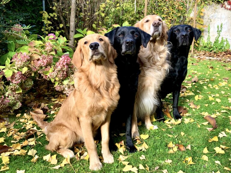 Bright, Raffi, Miles, Corby